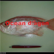 进口块冻红目鲢、红目莲批发