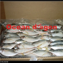 块冻叶子鱼鱼、南美叶子鱼批发