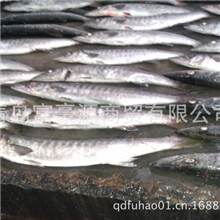 冷冻海鲜水产品供应商-鲅鱼