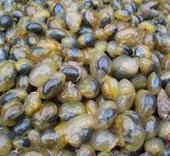 海鲜水产批发热销醉香泥螺500g/罐