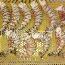 舟山野生单冻生去头竹节虾，舟山海产品