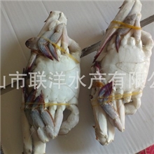 整个公梭子蟹，活冻梭子蟹，出口品质