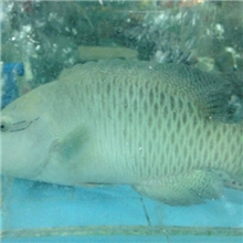 福建仁山海鲜水产品批发活鲜苏眉直销供应鲜活海产品