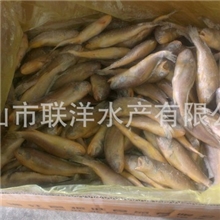 舟山单冻小黄鱼，舟山水产，舟山海产品