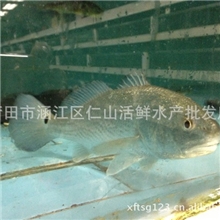 福建仁山活鲜水产品批发特产大黄鱼黄瓜鱼