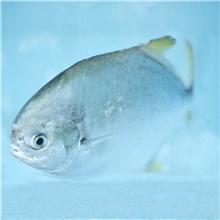 福建仁山长期供应活鲜金昌鱼鲜活水产品批发