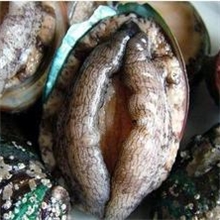 仁山海鲜水产品批发殖场直销供应鲜活南日鲍鱼9个头50g~59g
