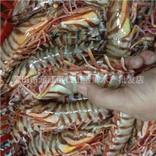 福建仁山批发冷冻对虾野生大虾九节虾大对虾原生九节虾