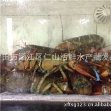 仁山直销供应活鲜澳洲龙虾龙虾红龙澳龙沃龙澳大利亚龙虾