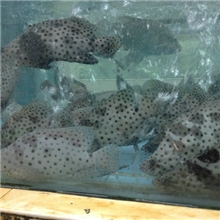 长期直销鲜活老鼠斑活鲜海产品批发福建仁山海鲜总代理