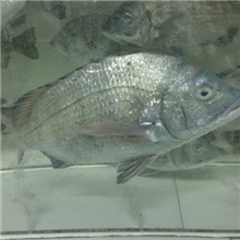 福建仁山长期直销批发活鲜海鲫鱼海鲜水产品总代理