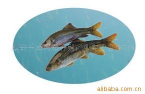 【天然野生】供应优质石斑鱼浙江杭州淳安千岛湖产