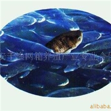 【热门产品】优质包头鱼（花鲢）浙江千岛湖有机鱼