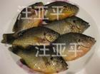【本店热销】千岛湖淡水鱼无污染千岛湖淡水鱼千岛湖淡水鱼