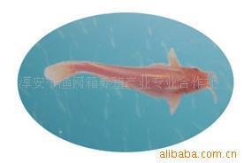 【顾客第一】红鮰千岛湖淡水养殖千岛湖淡水鱼