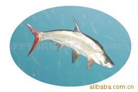 【服务周到】优质翘嘴红鲌浙江千岛湖特产