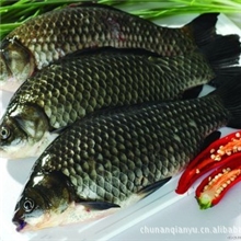 【厂家供应】优质鲫鱼优质千岛湖淡水鱼千岛湖淡水鱼