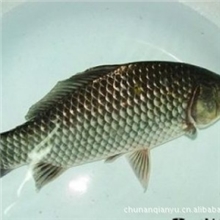 【广大认可】采购浙江千岛湖垂钓鱼野生鲫鱼优质鲫鱼