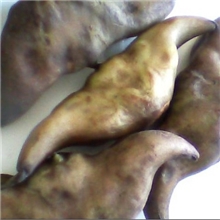 洪湖大湖野生菱角长于天然无污染的洪湖水中