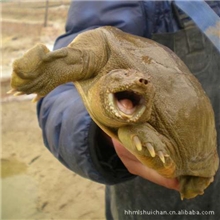 供应野生驯化养殖甲鱼