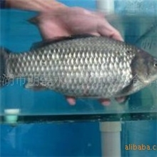 优质供应野生大湖鲫鱼