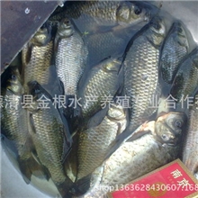 供应批发各类规格的成品鲫鱼