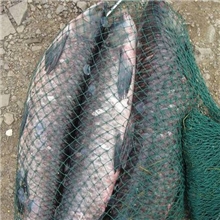 专业批发外水大青鱼