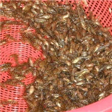 专业批发鱼苗黄颡鱼苗黄颡大中小鱼苗，支持混批！