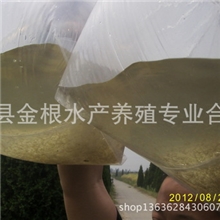 专业批发鱼苗白鱼苗(翘嘴白鱼）大中小鱼苗!