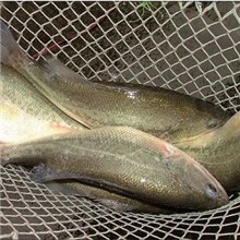 专业批发l鲈鱼鱼苗大中小鱼苗，支持混批！