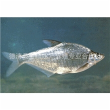 供应一斤以上商品鳊鱼,量大优惠！