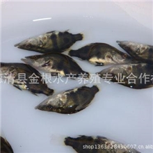 批发销售桂鱼鱼苗,优惠多多！！