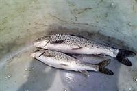 混批销售鲻鱼（花骨鱼）大中小苗