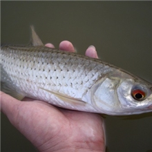 [批发供应】浙江淡水鱼苗赤眼鳟