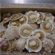 供应半売贝北海道产半売贝欢迎来电咨询
