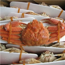 供应雪蟹北海道产雪蟹欢迎来电咨询