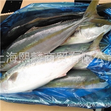 供应鰤鱼九州产鰤鱼欢迎来电咨询