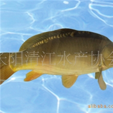 批量销售活鱼无公害清江鱼框鲤