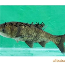 批量销售清江有机鱼花鲢