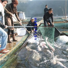 批量销售无公害清江活鱼红鮰