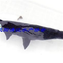 批量销售无公害清江鱼鸭嘴鱼