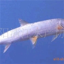 批量销售活鱼无公害清江鱼鳡鱼