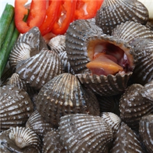 台州东经121水产新鲜泥蚶鲜活花蚶小网海鲜血蛤花蛤血蚶贝类