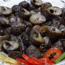 野生圆螺新鲜圆螺