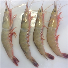 东海野生新鲜硬壳虾台州鲜活海鲜水产批发味道鲜美营养价值极高