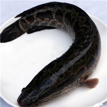 有机黑鱼
