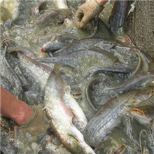 有机鲶鱼