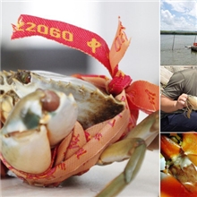 青蟹正宗海鲜螃蟹三门青蟹冻螃蟹东海产地绿色螃蟹