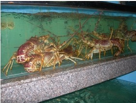 提供鲜活和冰鲜澳洲龙虾、澳龙