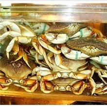 大量供应鲜活珍宝蟹太子蟹野生蟹DungenessCrab